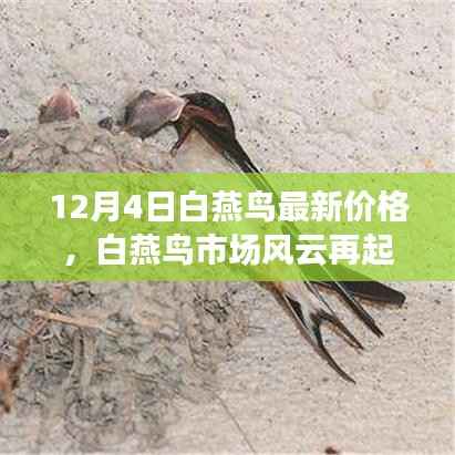 探寻白燕鸟市场风云,最新价格揭秘与背后的故事