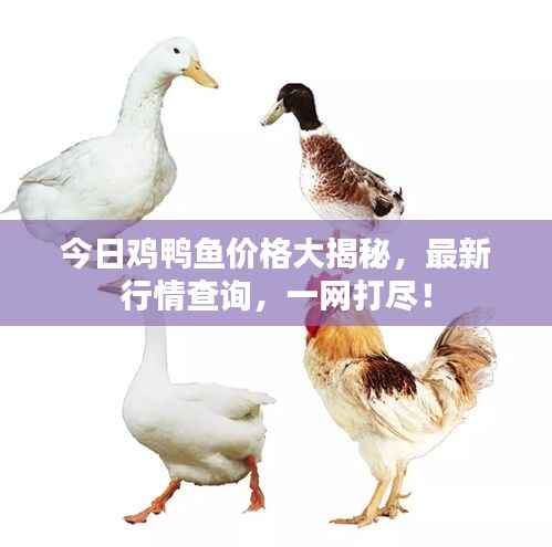 今日鸡鸭鱼价格大揭秘,最新行情查询,一网打尽!